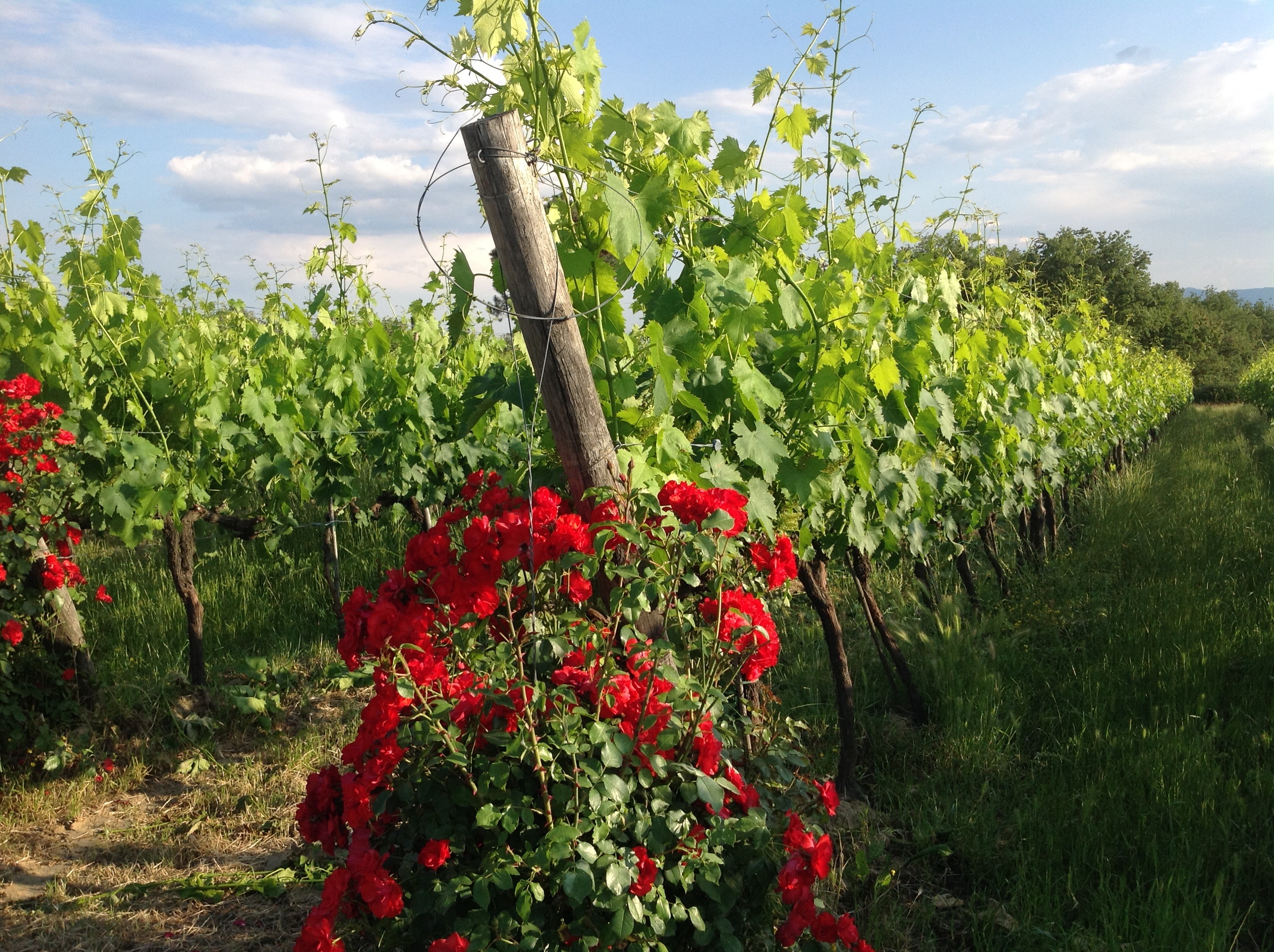 VINEYARDS