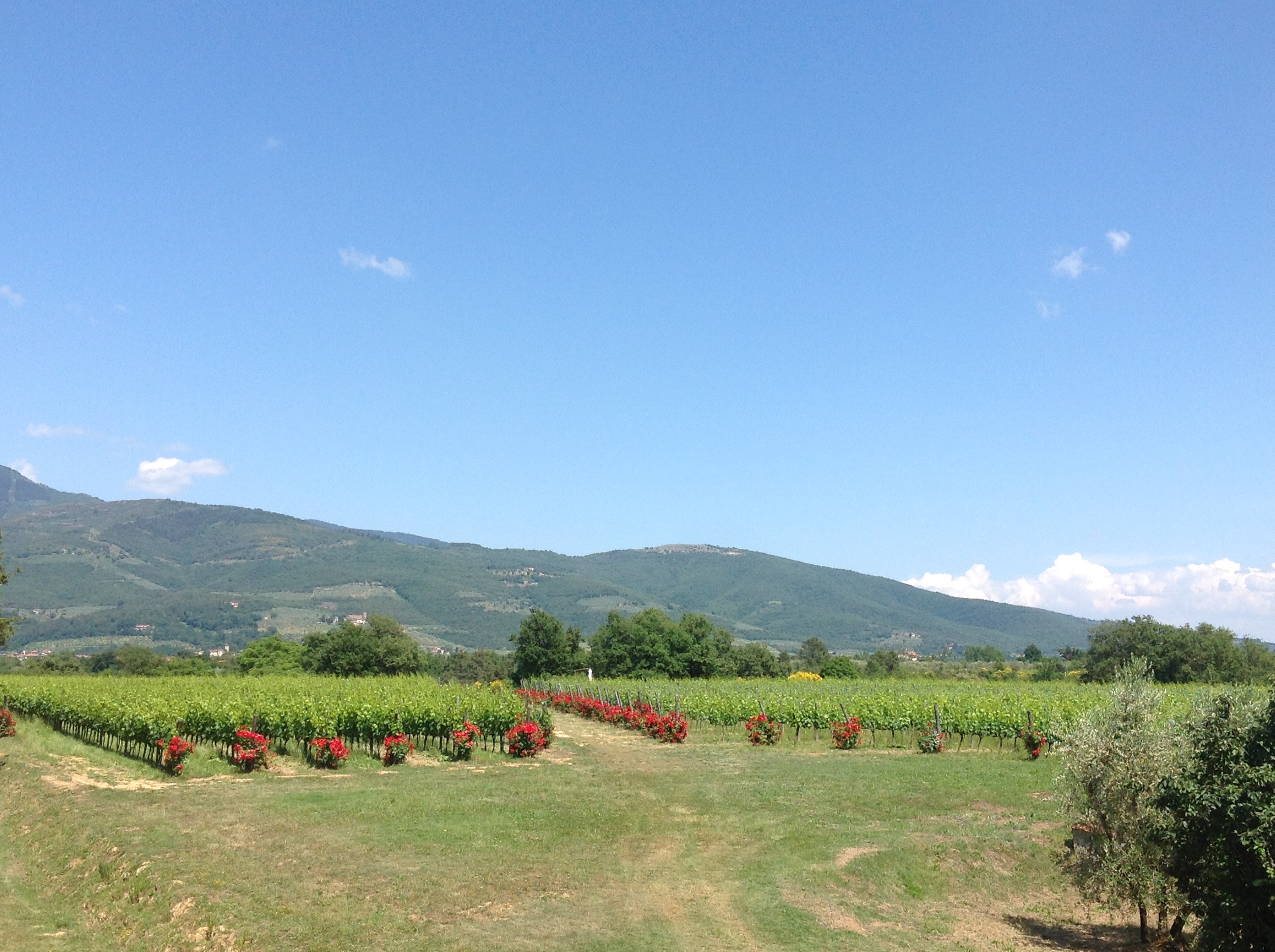 WELCOME TO FATTORIA FAZZUOLI