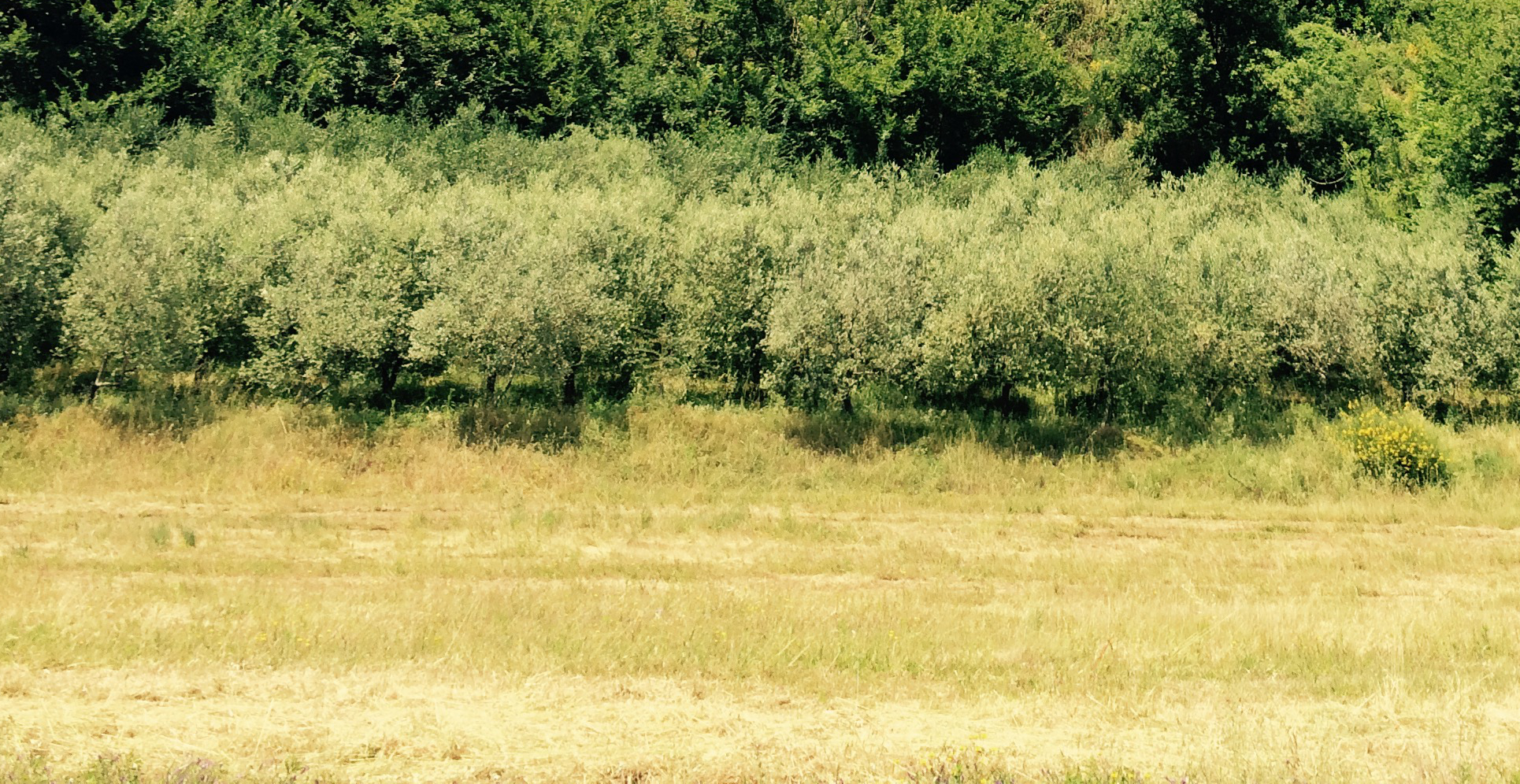 olio2
